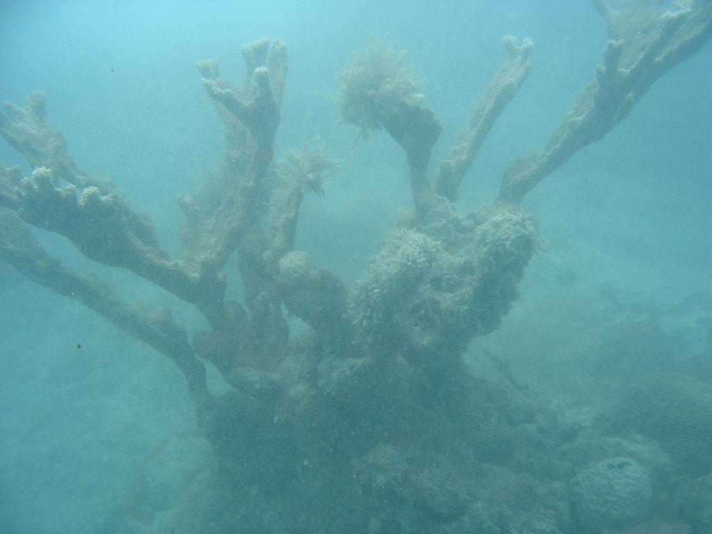 Dredging impact on coral © SW